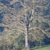 Puidoux