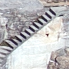 Puidoux