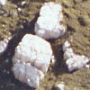 Pilatus - Pilate