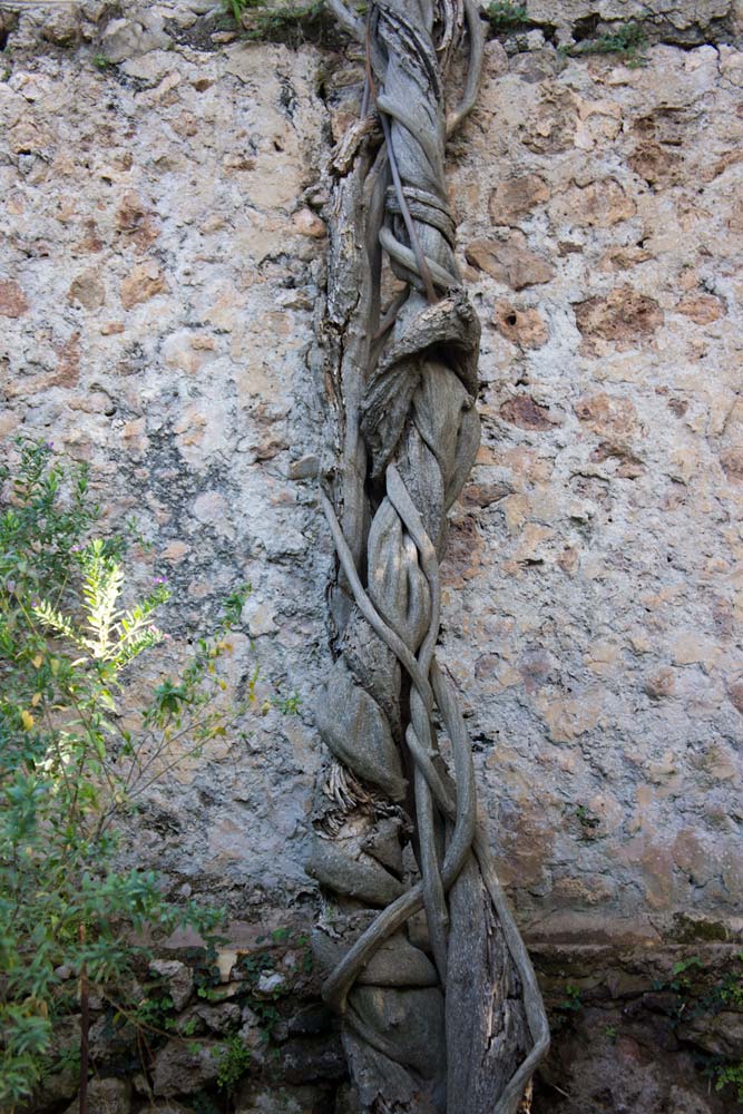 Majorque , Minorque, Alfabia